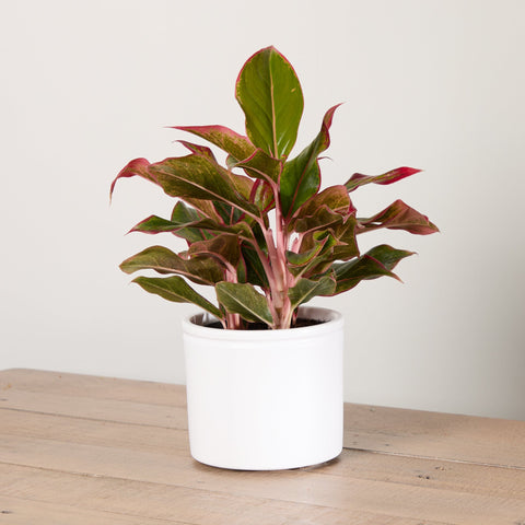 1-aglaonema-with-pot