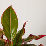 2-aglaonema-with-pot