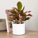 3-aglaonema-with-pot