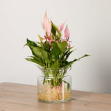 1-anthurium-lilli-with-vase