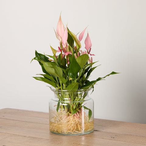 1-anthurium-lilli-with-vase