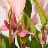 2-anthurium-lilli-with-vase