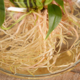 3-anthurium-lilli-with-vase