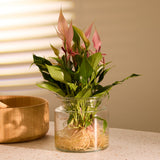 4-anthurium-lilli-with-vase