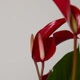 2-anthurium-plant-with-pot