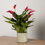 3-anthurium-plant-with-pot