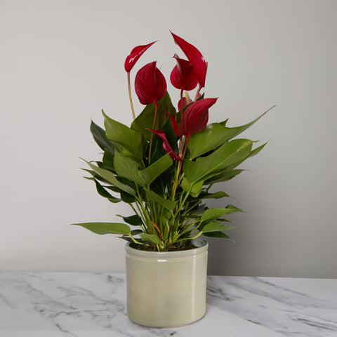 1-anthurium-plant-with-pot