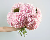 Premium Flower Subscription