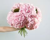 Premium Flower Subscription