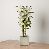 1-dendrobium-orchid-with-pot