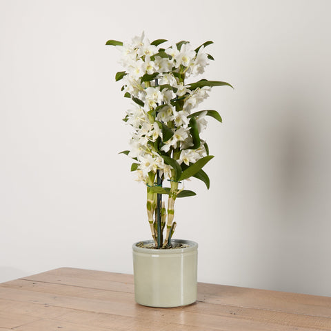 1-dendrobium-orchid-with-pot