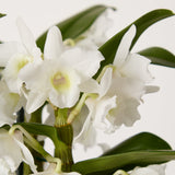 2-dendrobium-orchid-with-pot