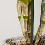 3-dendrobium-orchid-with-pot