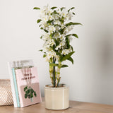 4-dendrobium-orchid-with-pot