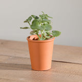 3-organic-succulent-with-pot