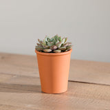 4-organic-succulent-with-pot