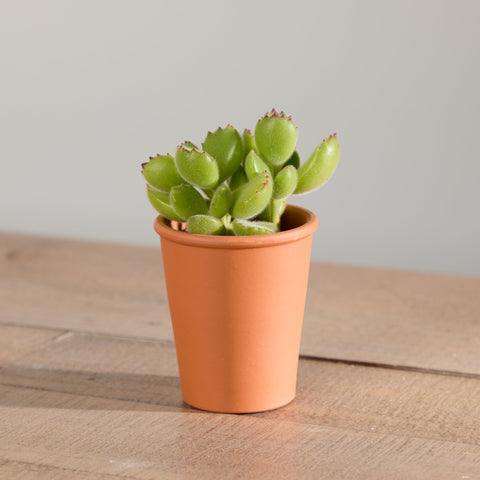 1-organic-succulent-with-pot