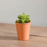 2-organic-succulent-with-pot
