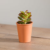 5-organic-succulent-with-pot