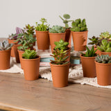 5-trio-organic-succulents-with-pot