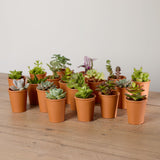 4-trio-organic-succulents-with-pot