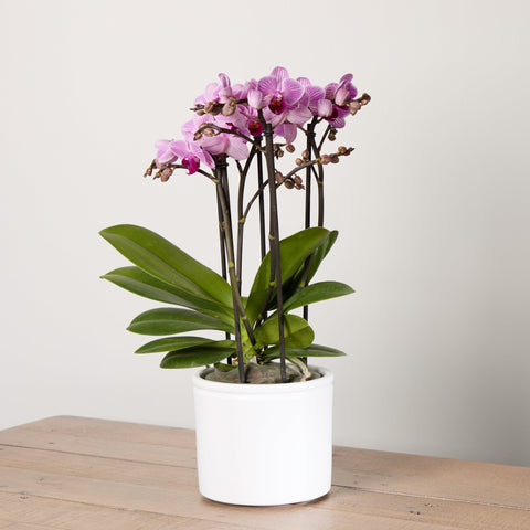 1-orchid-boquetto-delight-with-pot