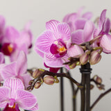 2-orchid-boquetto-delight-with-pot