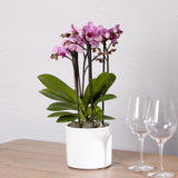 3-orchid-boquetto-delight-with-pot
