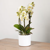 1-orchid-boquetto-sensation-with-pot
