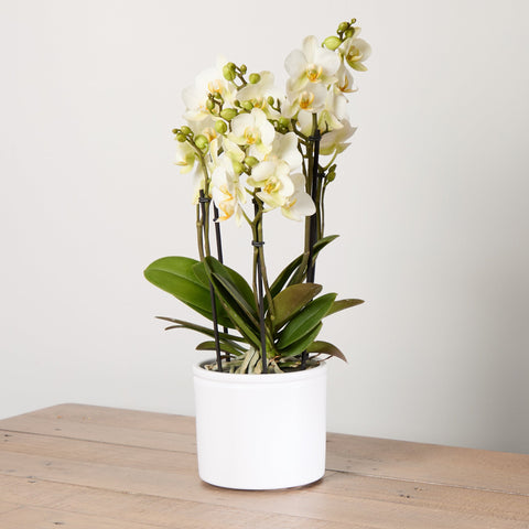 1-orchid-boquetto-sensation-with-pot