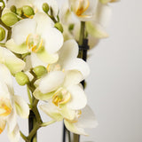 2-orchid-boquetto-sensation-with-pot