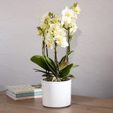 3-orchid-boquetto-sensation-with-pot