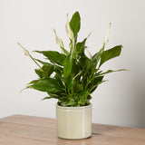 1-peace-lily