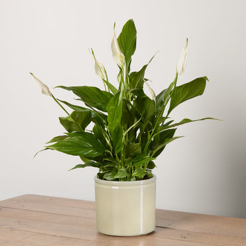 1-peace-lily
