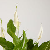 2-peace-lily