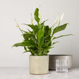 3-peace-lily