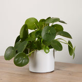 1-chinese-money-plant-with-pot