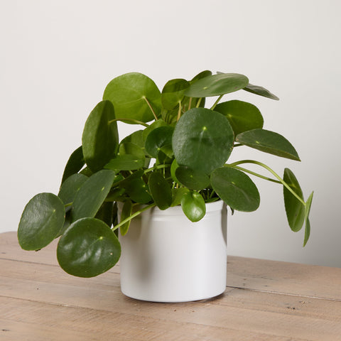 1-chinese-money-plant-with-pot