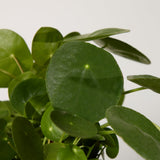 2-chinese-money-plant-with-pot
