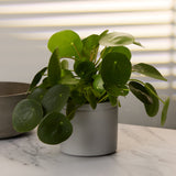 3-chinese-money-plant-with-pot
