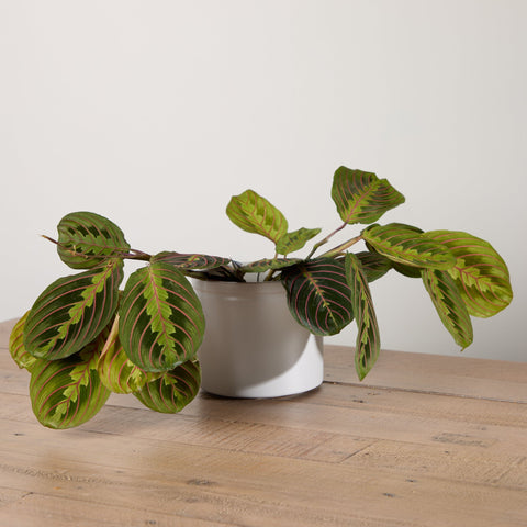 1-maranta-with-pot