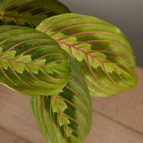 2-maranta-with-pot