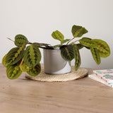 3-maranta-with-pot