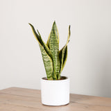 1-snake-plant-with-pot