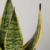 2-snake-plant-with-pot