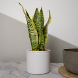 3-snake-plant-with-pot