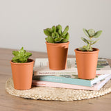 2-trio-organic-succulents-with-pot