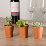 3-trio-organic-succulents-with-pot