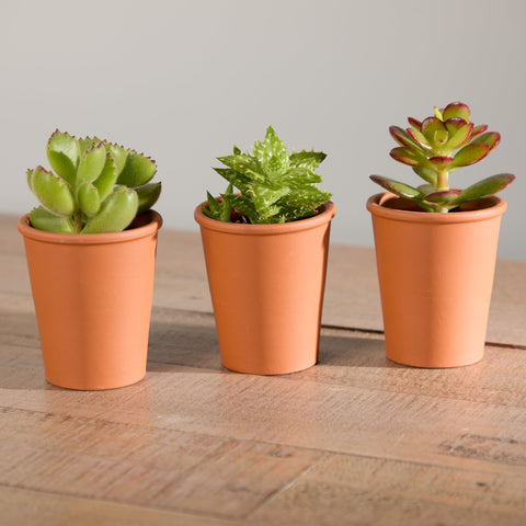 1-trio-organic-succulents-with-pot
