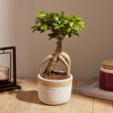 3-ficus-ginseng